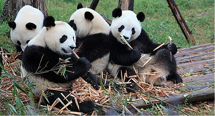 Custom Placeholder Image